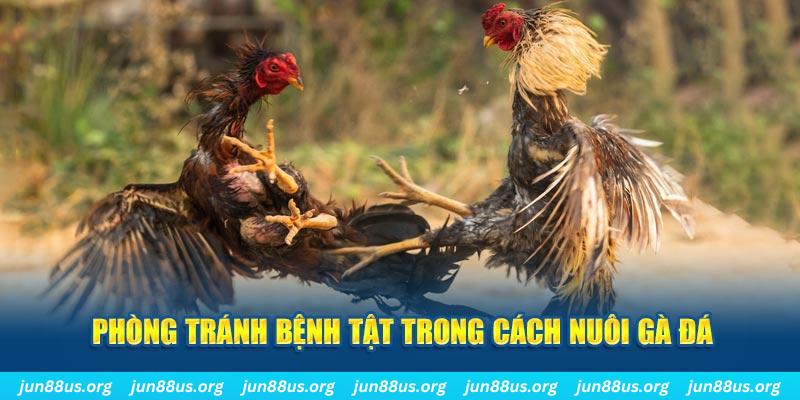 fb88 natural” trong baccarat nghĩa là gì？
